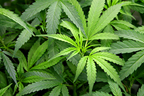 marijuana plants. 