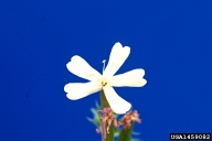 Bouncingbet Flower