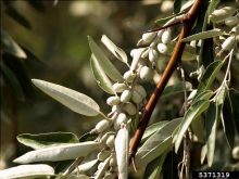russian olive fruit