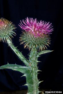 scotch thistle flower