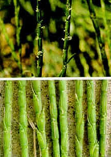vegetation jointed goatgrass