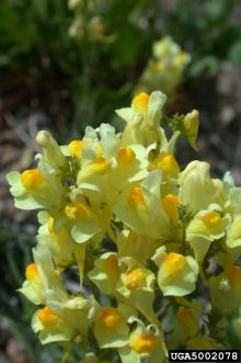 yellow toadflax flower
