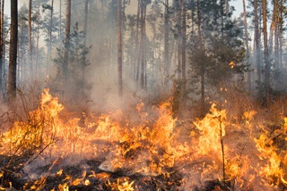 A wildfire burns in the forest.