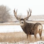 CPW presents county with mule deer population outlook