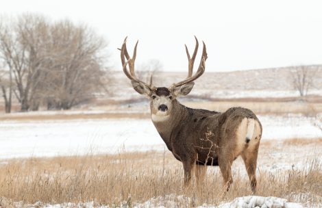 A mule deer buck in snow.