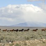 BLM holding Piceance-East-Douglas wild horse adoption