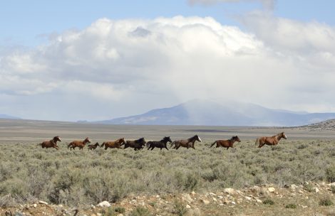 A herd of wild horses runs through sage brush.