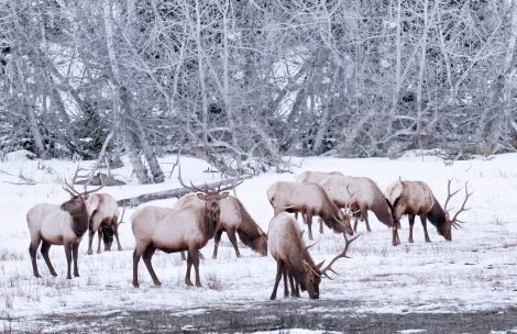 Elk in wintertime next to a river.