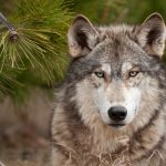 Garfield County pens comment letter on wolf reintroduction