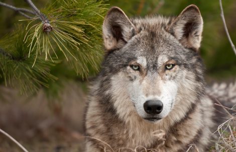 Intense timber wolf (Canis lupus) sits under a pine tree.