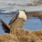Garfield County amends Greater Sage-Grouse Conservation Plan