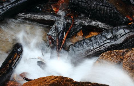 Running water and burnt timbers from a wildfire in Colorado.