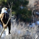 Study supports Aspen Glen eagle buffer zone