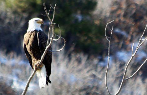 An eagle rests in the branches of a tree along the Roaring Fork River in Glenwood Springs.