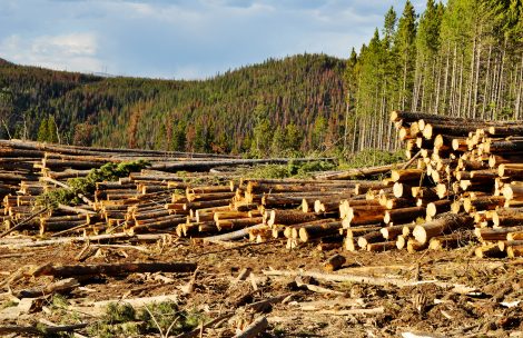 Cut timber is piled up in a forest.