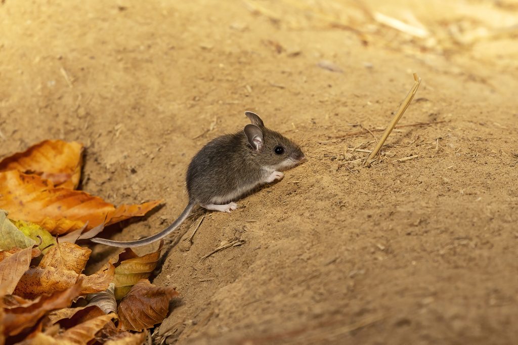 Got mice? Take precautions against hantavirus