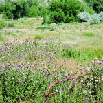 Four seats available on noxious weed board