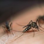 Culex mosquitoes found throughout Garfield County