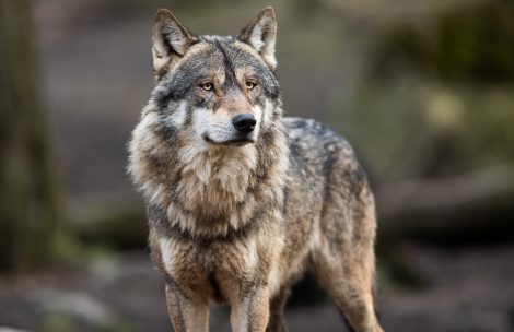 Portrait of a grey wolf in the forest.