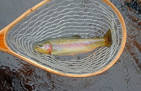 Rainbow trout in a fishing net.