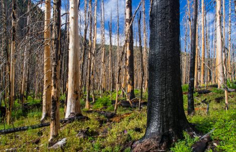 A section of forest, trees bare from fire, in Rocky Mountain National Park, Colorado. A large charred tree in foreground. Forest floor is growing, reforestation beginning.