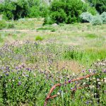 Garfield County aids landowners in controlling noxious weeds