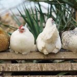 Urgent bird flock protection for highly pathogenic avian influenza