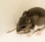 Garfield County and Western Slope residents urged to take precautions to prevent hantavirus infection