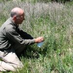 Insects battle knapweed vegetation in Garfield County