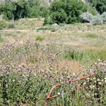 Noxious weed treatments