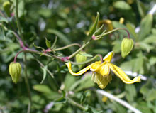 Chinese Clematis