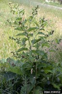 common burdock plant