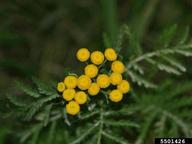 common tansy flower