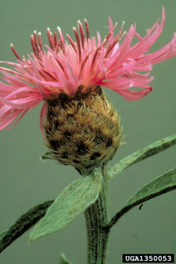 meadow knapweed flower