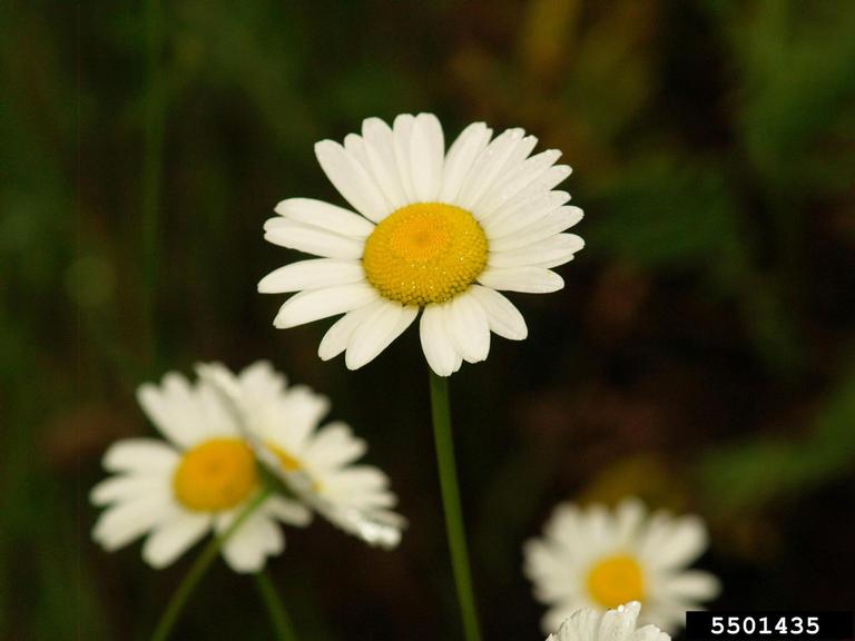 oxeye daisy flower