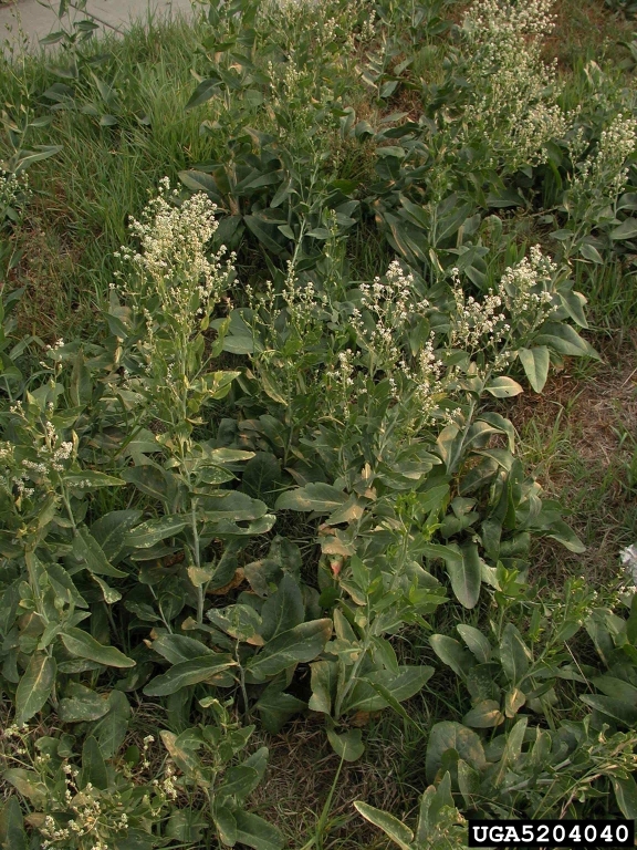 perennial pepperweed plant