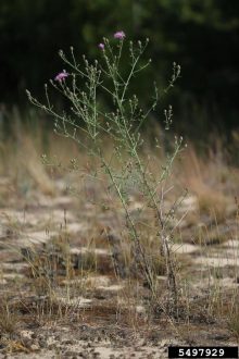 spotted knapweed plant