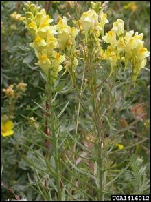 yellow toadflax plant