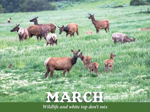 The March page of the 2024 Garfield County noxious weed calendar featuring deer walking amongst whitetop.